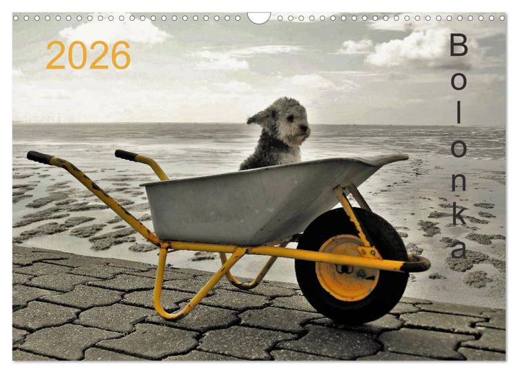 Produktbild: Bolonka 2026 (Wandkalender 2026 DIN A3 quer), CALVENDO Monatskalender