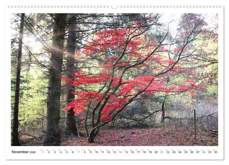 Produktbild: Mein Sehnsuchtsort, der heimische Wald (hochwertiger Premium Wandkalender 2026 DIN A2 quer), Kunstdruck in Hochglanz