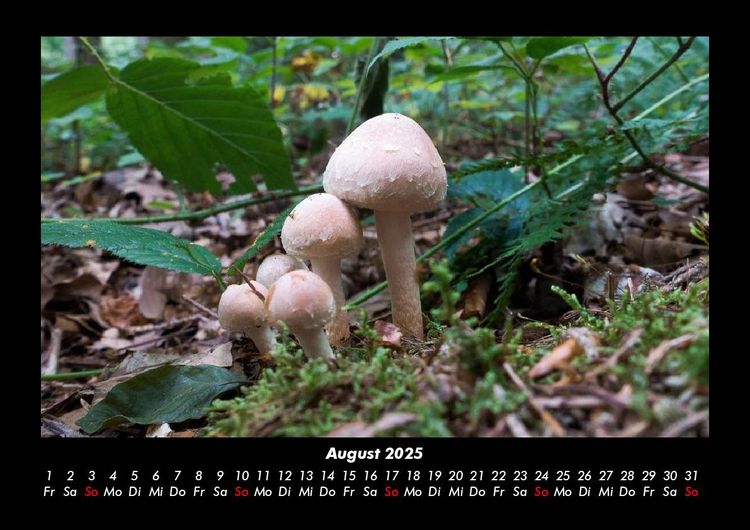 Produktbild: Pilzkalender 2025 Fotokalender DIN A3