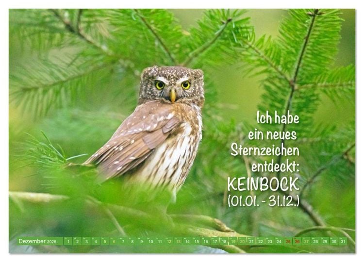 Produktbild: Die Eulen sind los: Edition lustige Tiere (hochwertiger Premium Wandkalender 2026 DIN A2 quer), Kunstdruck in Hochglanz