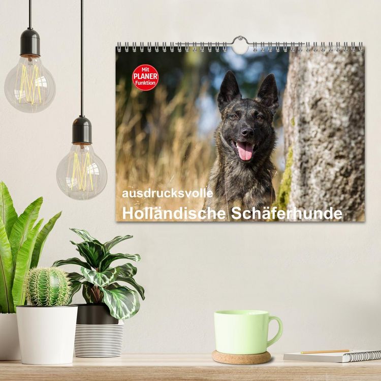 Produktbild: ausdrucksvolle Holl&auml;ndische Sch&auml;ferhunde (Wandkalender 2026 DIN A4 quer), CALVENDO Monatskalender