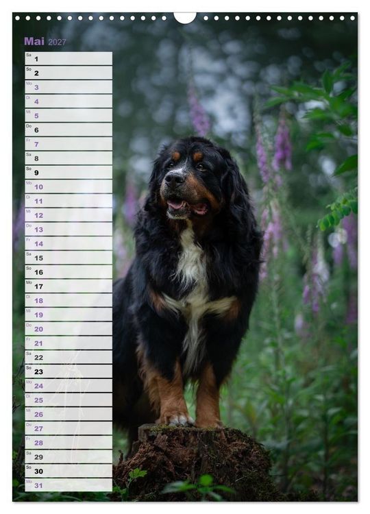 Produktbild: Berner Sennenhunde im Laufe der Jahreszeiten (Wandkalender 2027 DIN A3 hoch), CALVENDO Monatskalender