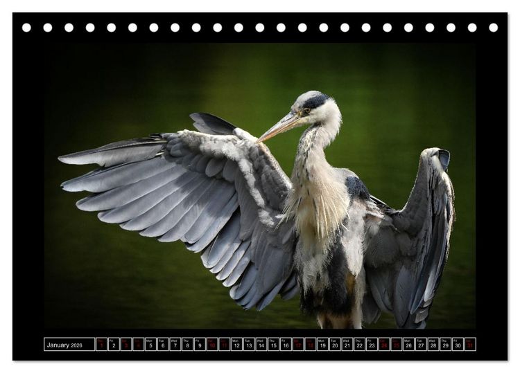 Produktbild: The heron parade (Desk Calendar 2026 DIN A5 landscape), CALVENDO 12 Month DeskCalendar