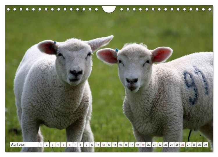 Produktbild: Heimische Tiere (Wandkalender 2026 DIN A4 quer), CALVENDO Monatskalender
