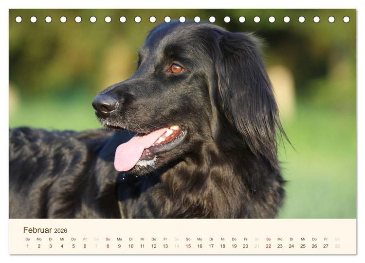 Produktbild: Hovawarte - einmal anders (Tischkalender 2026 DIN A5 quer), CALVENDO Monatskalender