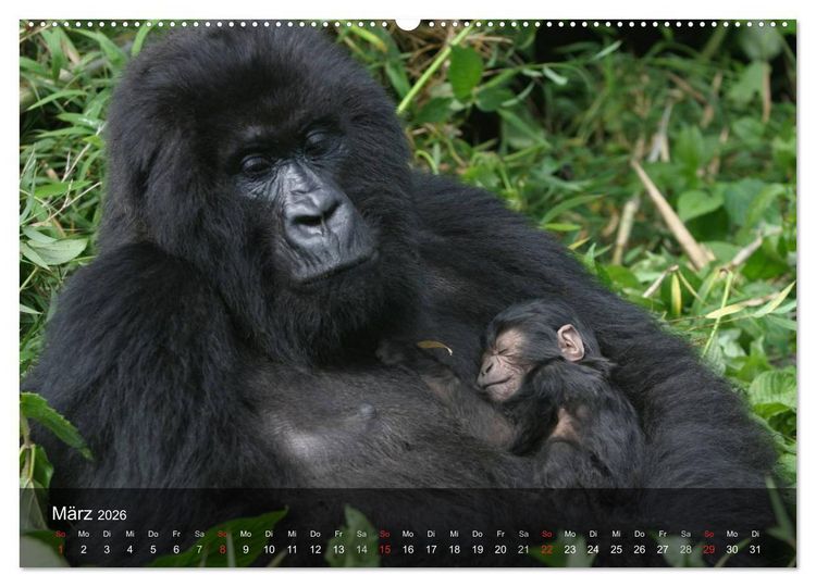 Produktbild: Menschenaffen. Gorillas, Schimpansen, Orang-Utans (Wandkalender 2026 DIN A2 quer), CALVENDO Monatskalender