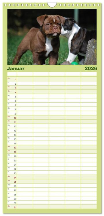 Produktbild: Familienplaner 2026 - Bulldoggen-Kinder mit 5 Spalten (Wandkalender, 21 x 45 cm) CALVENDO