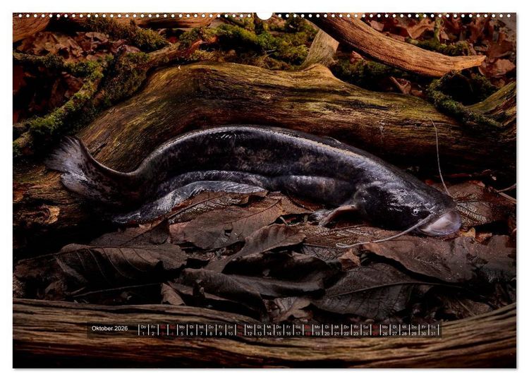 Produktbild: UNSER FISCH. S&Uuml;&szlig;WASSER. (hochwertiger Premium Wandkalender 2026 DIN A2 quer), Kunstdruck in Hochglanz