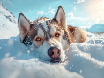 Produktbild: CALVENDO Puzzle Huskys St&auml;rke und Anmut | 1000 Teile Lege-Gr&ouml;&szlig;e 64x48cm Foto-Puzzle f&uuml;r gl&uuml;ckliche Stunden