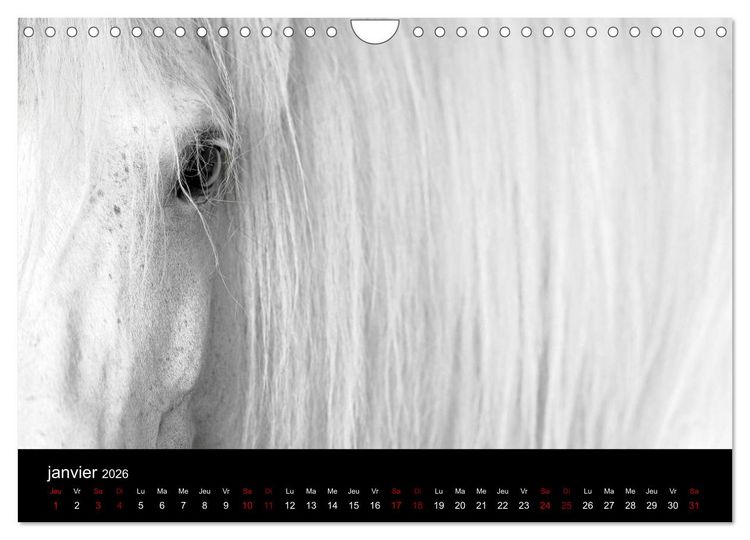 Produktbild: Les chevaux du Maroc (Calendrier mural 2026 DIN A4 vertical), CALVENDO calendrier mensuel