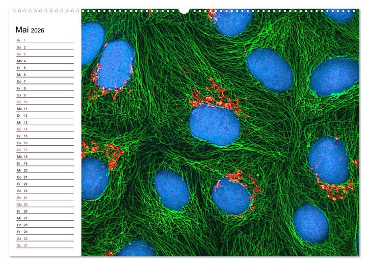 Produktbild: Mikrobiologie. Mikroorganismen, Genetik und Zellen (hochwertiger Premium Wandkalender 2026 DIN A2 quer), Kunstdruck in Hochglanz