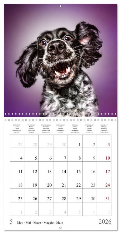 Produktbild: Funny Dog Faces (Wall Calendar 2026 12 &times; 12 Inch) CALVENDO 12 Month Wall Calendar