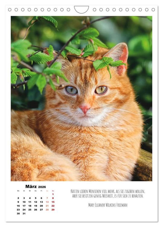 Produktbild: Stubentiger im Portrait (Wandkalender 2026 DIN A4 hoch), CALVENDO Monatskalender