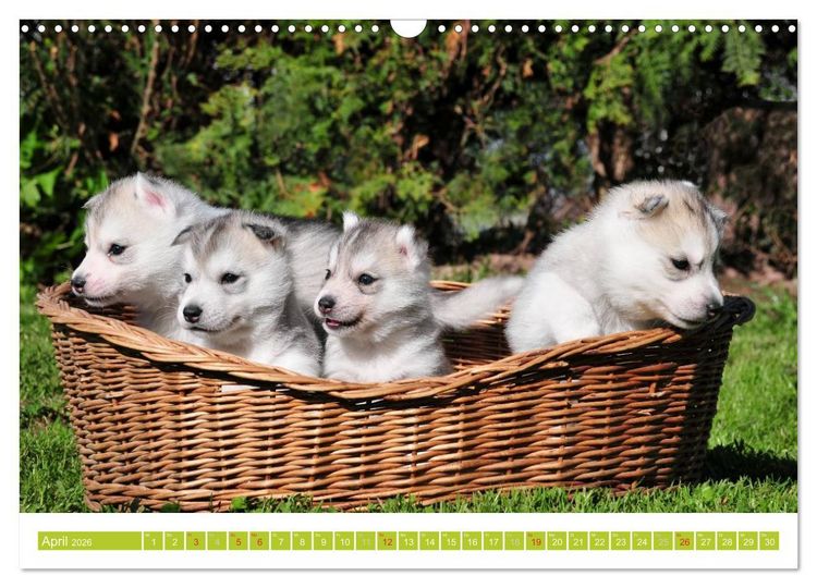 Produktbild: Siberian Husky - der Urtyp (Wandkalender 2026 DIN A3 quer), CALVENDO Monatskalender