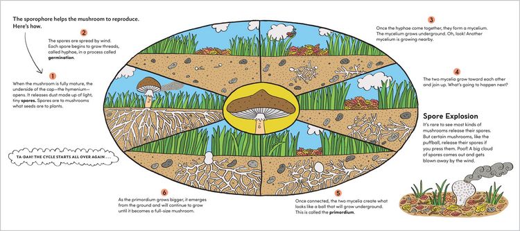 Produktbild: World of Mushrooms