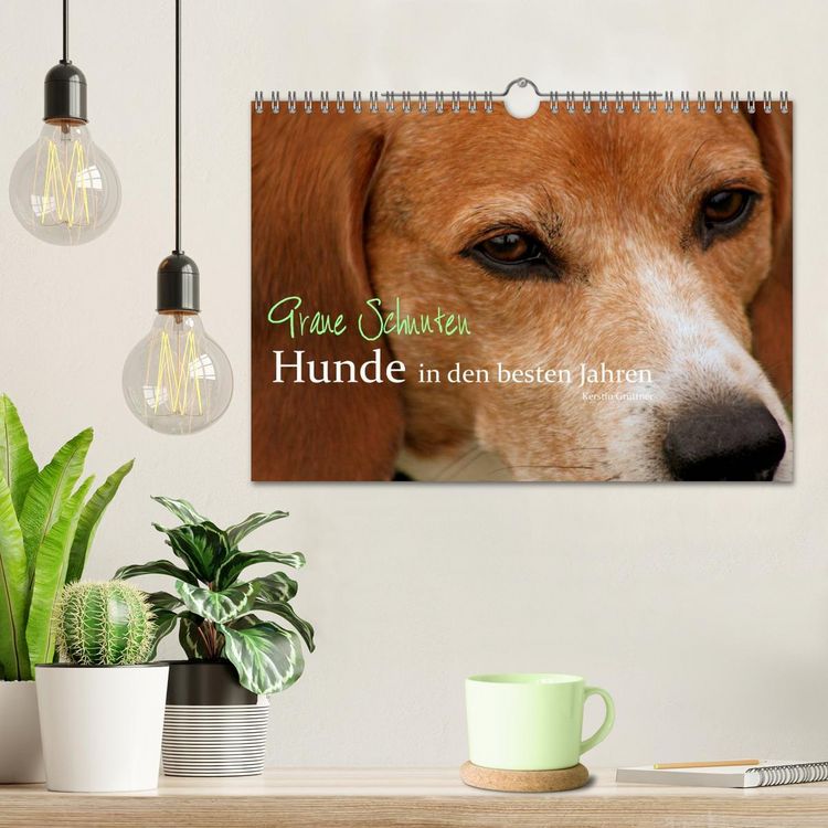 Produktbild: Graue Schnuten - Hunde in den besten Jahren (Wandkalender 2026 DIN A4 quer), CALVENDO Monatskalender
