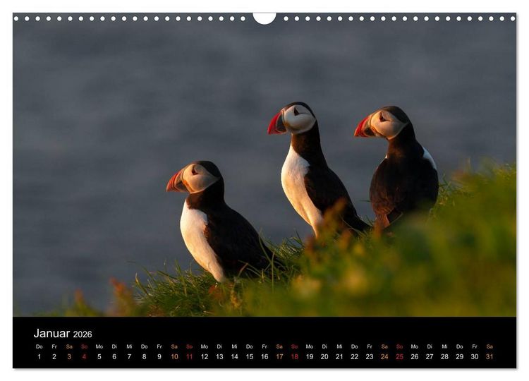 Produktbild: Welt der Papageitaucher (Wandkalender 2026 DIN A3 quer), CALVENDO Monatskalender
