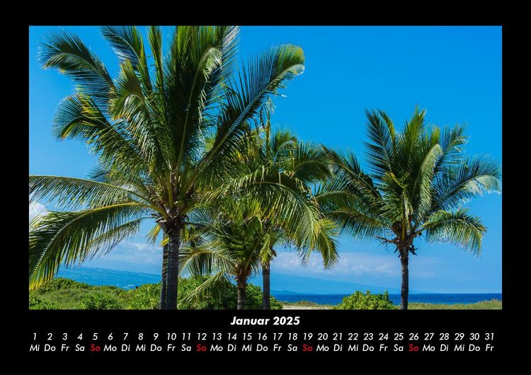 Produktbild: Palmen 2025 Fotokalender DIN A3