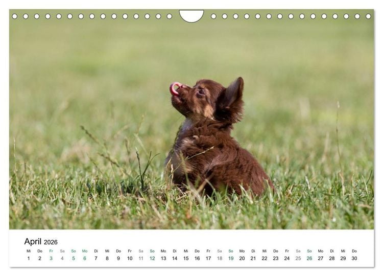 Produktbild: Chihuahuas - kleine Herzensbrecher (Wandkalender 2026 DIN A4 quer), CALVENDO Monatskalender