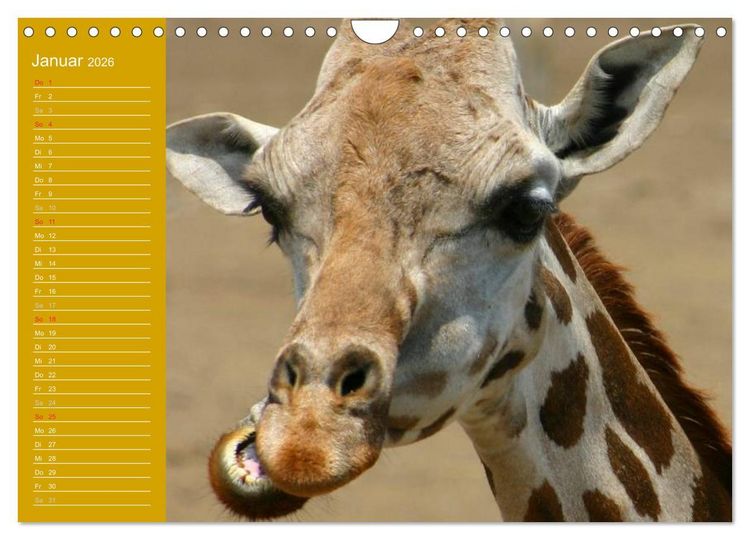 Produktbild: Giraffen / Geburtstagskalender (Wandkalender 2026 DIN A4 quer), CALVENDO Monatskalender