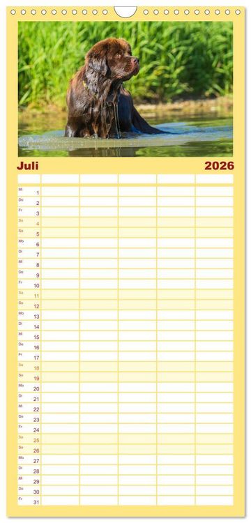 Produktbild: Familienplaner 2026 - Neufundl&auml;nder - Ein b&auml;renstarker Freund mit 5 Spalten (Wandkalender, 21 x 45 cm) CALVENDO