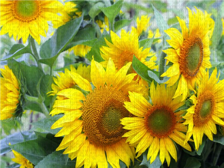 Produktbild: CALVENDO Puzzle Sonnenblumen 1000 Teile Lege-Gr&ouml;&szlig;e 64 x 48 cm Foto-Puzzle Bild von Gisela Kruse