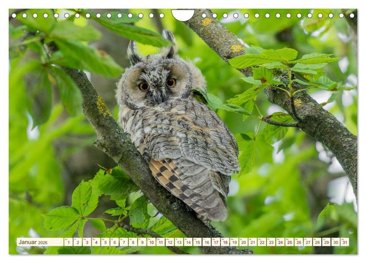 Produktbild: Eulen in Franken (Wandkalender 2026 DIN A4 quer), CALVENDO Monatskalender