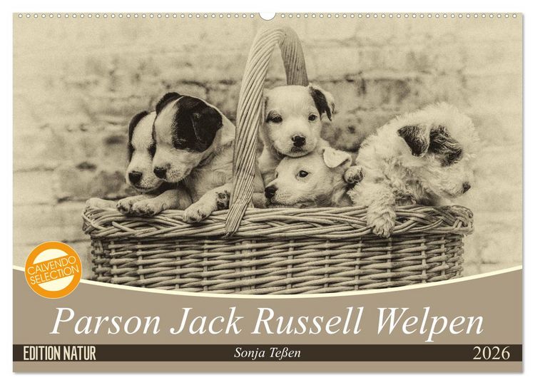 Produktbild: Parson Jack Russel Welpen (Wandkalender 2026 DIN A2 quer), CALVENDO Monatskalender