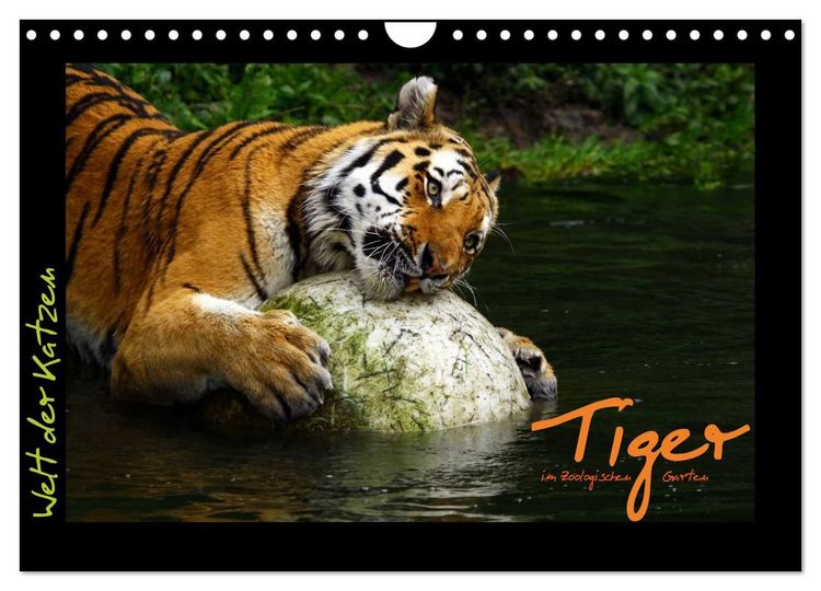 Produktbild: Welt der Katzen - Tiger (Wandkalender 2027 DIN A4 quer), CALVENDO Monatskalender