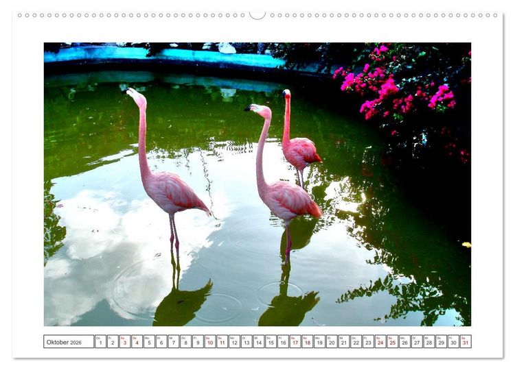 Produktbild: Pretty Flamingos in Cuba (hochwertiger Premium Wandkalender 2026 DIN A2 quer), Kunstdruck in Hochglanz
