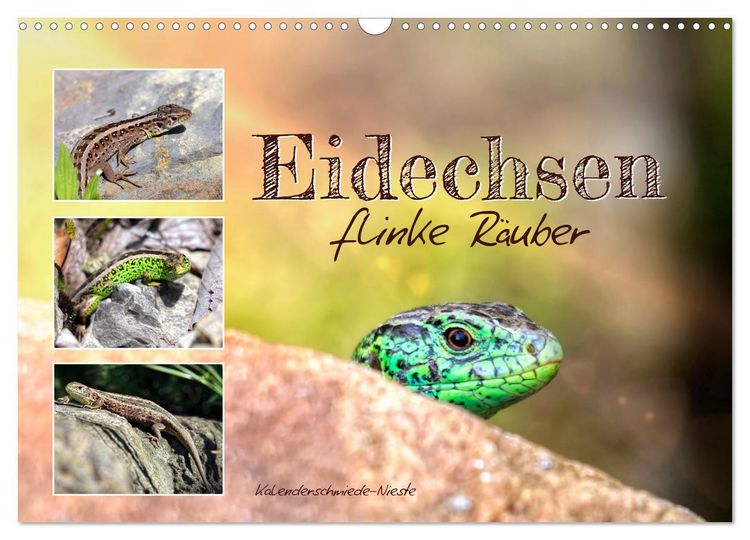 Produktbild: Eidechsen, flinke R&auml;uber (Wandkalender 2026 DIN A3 quer), CALVENDO Monatskalender