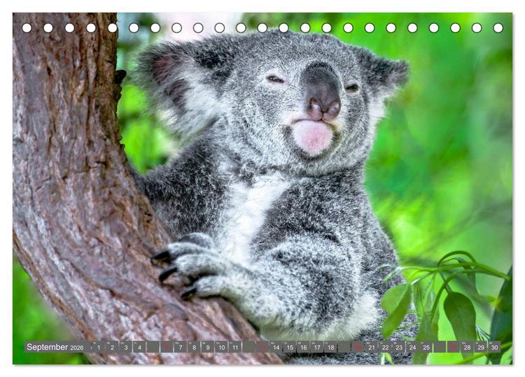 Produktbild: Koalas - Kuscheliges Symbol Australiens (Tischkalender 2026 DIN A5 quer), CALVENDO Monatskalender
