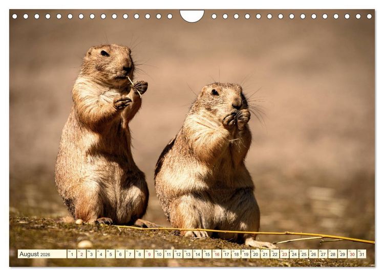 Produktbild: Pr&auml;riehunde - s&uuml;&szlig;e S&auml;uger (Wandkalender 2026 DIN A4 quer), CALVENDO Monatskalender