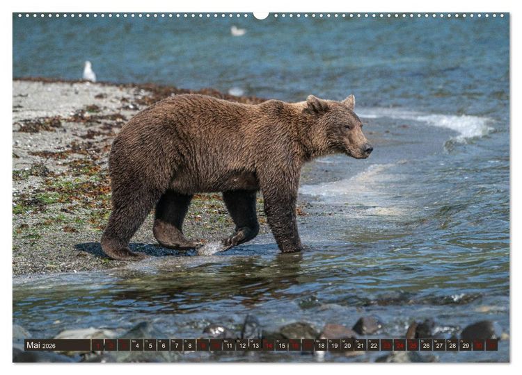 Produktbild: Grizzlyb&auml;ren im Katmai Nationalpark Alaska (hochwertiger Premium Wandkalender 2026 DIN A2 quer), Kunstdruck in Hochglanz