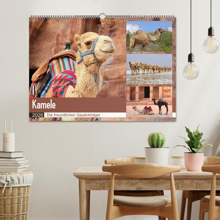 Produktbild: Kamele - Die freundlichen Gep&auml;cktr&auml;ger (Wandkalender 2026 DIN A2 quer), CALVENDO Monatskalender