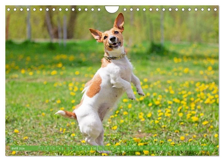 Produktbild: Jack Russell Terrier : vif et joueur (Calendrier mural 2026 DIN A4 vertical), CALVENDO calendrier mensuel