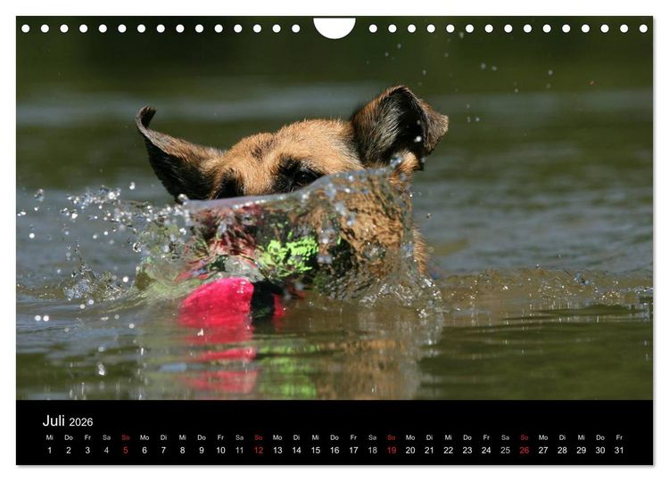 Produktbild: Mit dem Deutschen Sch&auml;ferhund durch's Jahr (Wandkalender 2026 DIN A4 quer), CALVENDO Monatskalender