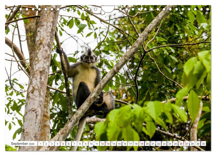 Produktbild: Gunung Leuser Nationalpark Sumatra (Wandkalender 2026 DIN A4 quer), CALVENDO Monatskalender