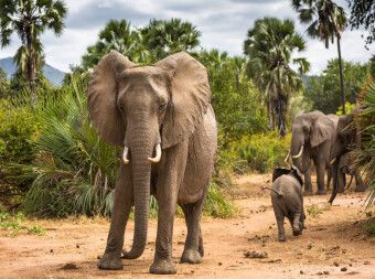 Produktbild: Abenteuer Sambia: Elefant mit Jungtier im Lower Zambezi National Park (Puzzle)