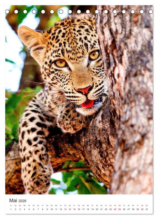 Produktbild: Leoparden - Die Beute im Visier. (Tischkalender 2026 DIN A5 hoch), CALVENDO Monatskalender