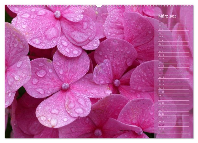 Produktbild: Hortensien / Geburtstagskalender (hochwertiger Premium Wandkalender 2026 DIN A2 quer), Kunstdruck in Hochglanz