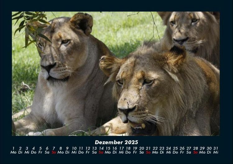 Produktbild: L&ouml;wen in der Wildnis 2025 Fotokalender DIN A4