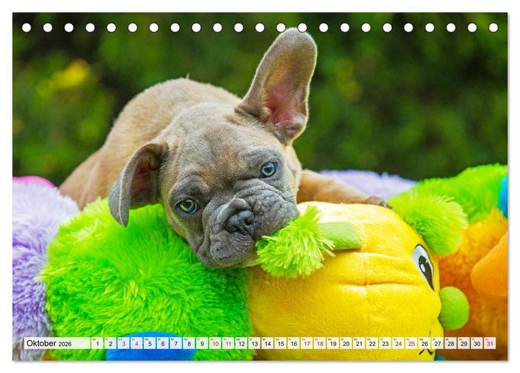 Produktbild: Kleine Helden - Franz&ouml;sische Bulldoggen (Tischkalender 2026 DIN A5 quer), CALVENDO Monatskalender