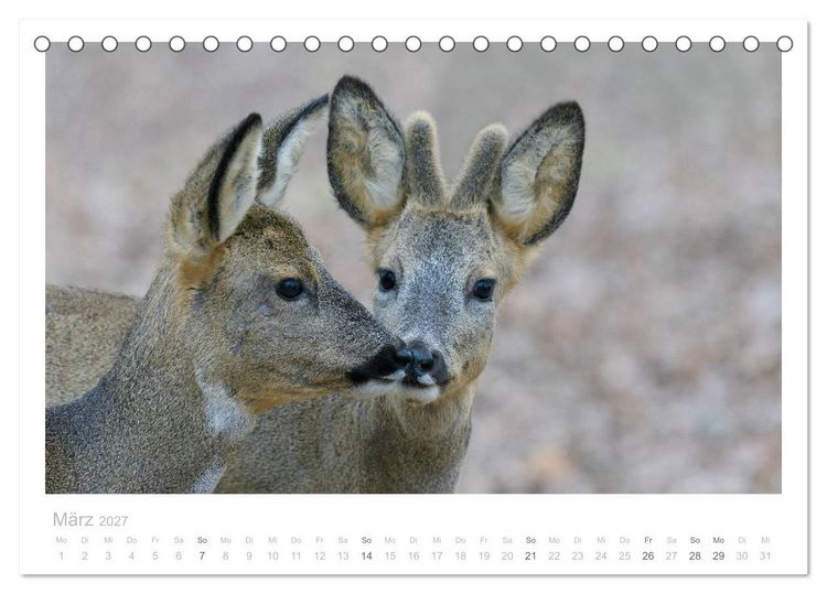 Produktbild: Rehwild 2027 (Tischkalender 2027 DIN A5 quer), CALVENDO Monatskalender