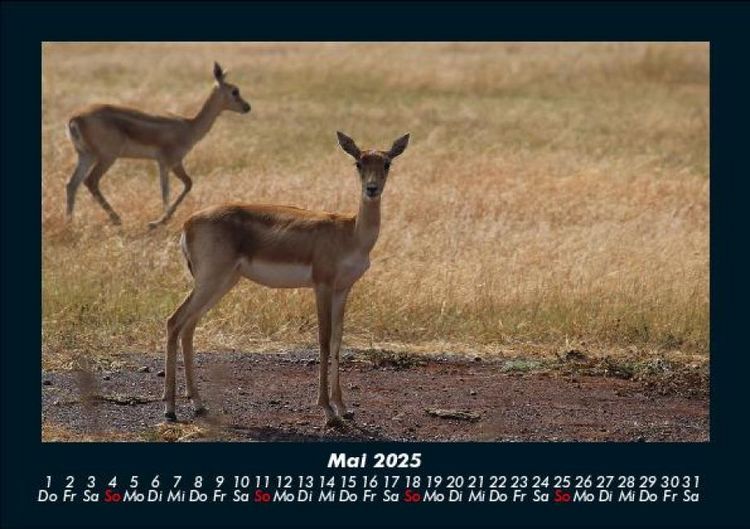 Produktbild: Waldbewohner 2025 Fotokalender DIN A5