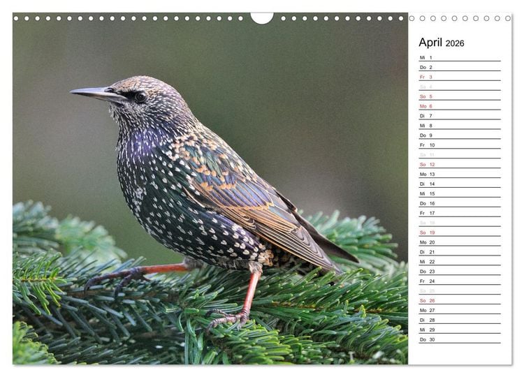 Produktbild: Unsere heimischen Gartenv&ouml;gel (Wandkalender 2026 DIN A3 quer), CALVENDO Monatskalender