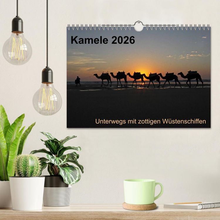 Produktbild: Kamele 2026 - Unterwegs mit zottigen W&uuml;stenschiffen (Wandkalender 2026 DIN A4 quer), CALVENDO Monatskalender