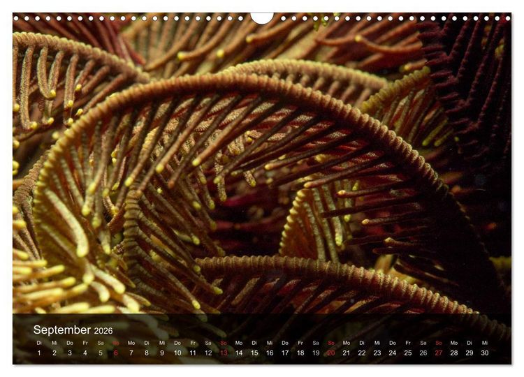 Produktbild: Unterwasser Strukuren (Wandkalender 2026 DIN A3 quer), CALVENDO Monatskalender