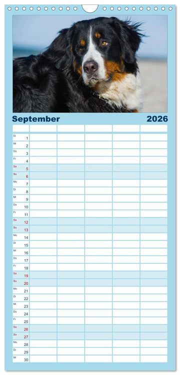Produktbild: Familienplaner 2026 - Berner Sennenhund 2026 mit 5 Spalten (Wandkalender, 21 x 45 cm) CALVENDO