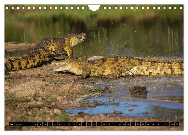 Produktbild: Afrikas wilde Tiere (Wandkalender 2026 DIN A4 quer), CALVENDO Monatskalender